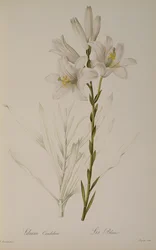 Lilium Candidum, da 